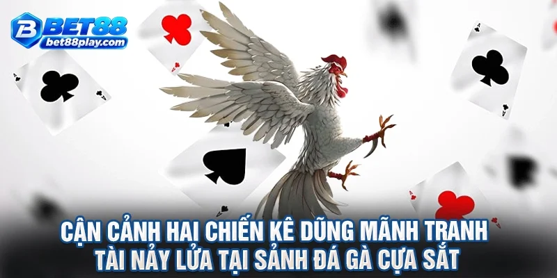 Cận cảnh hai chiến kê dũng mãnh tranh tài nảy lửa tại sảnh đá gà cựa sắt