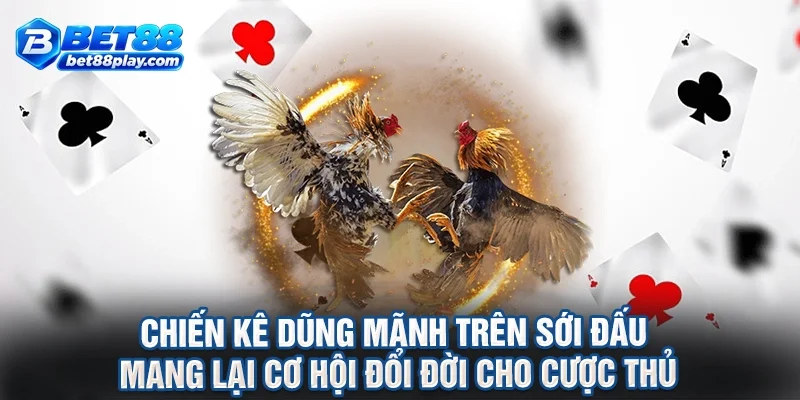 Chiến kê dũng mãnh trên sới đấu mang lại cơ hội đổi đời cho cược thủ