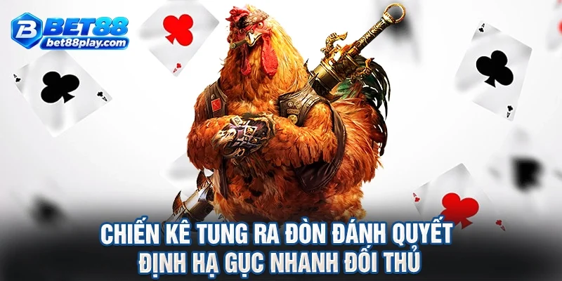 Chiến kê tung ra đòn đánh quyết định hạ gục nhanh đối thủ