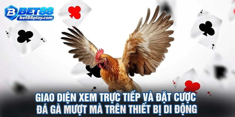 Giao diện xem trực tiếp và đặt cược đá gà mượt mà trên thiết bị di động
