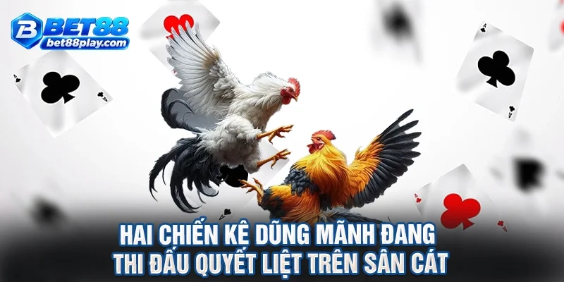 Hai chiến kê dũng mãnh đang thi đấu quyết liệt trên sân cát