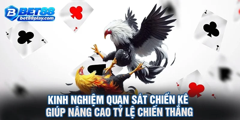 Kinh nghiệm quan sát chiến kê giúp nâng cao tỷ lệ chiến thắng