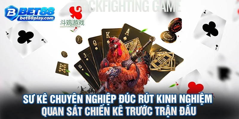 Sư kê chuyên nghiệp đúc rút kinh nghiệm quan sát chiến kê trước trận đấu